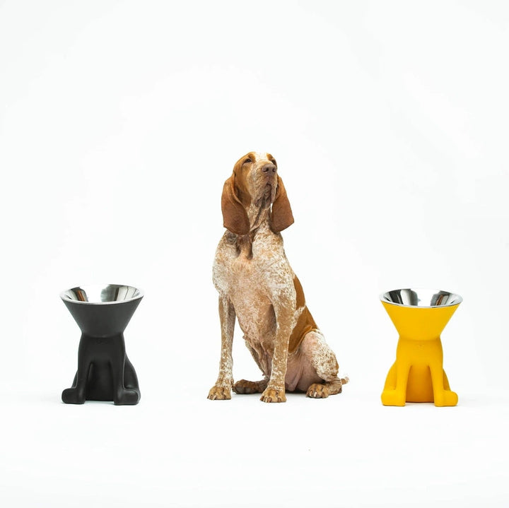 Ein braun-weißer Hund sitzt zwischen zwei bunten Hundenäpfen, einem schwarzen und einem gelben, vor einem weißen Hintergrund.